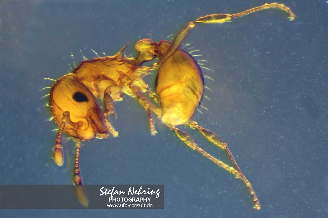 Wasmannia auropunctata (Kleine Feuerameise)