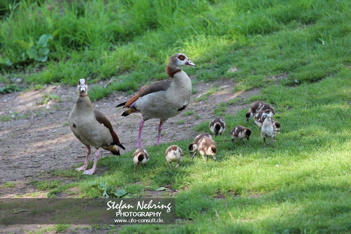 Alopochen aegyptiaca (Nilgans)