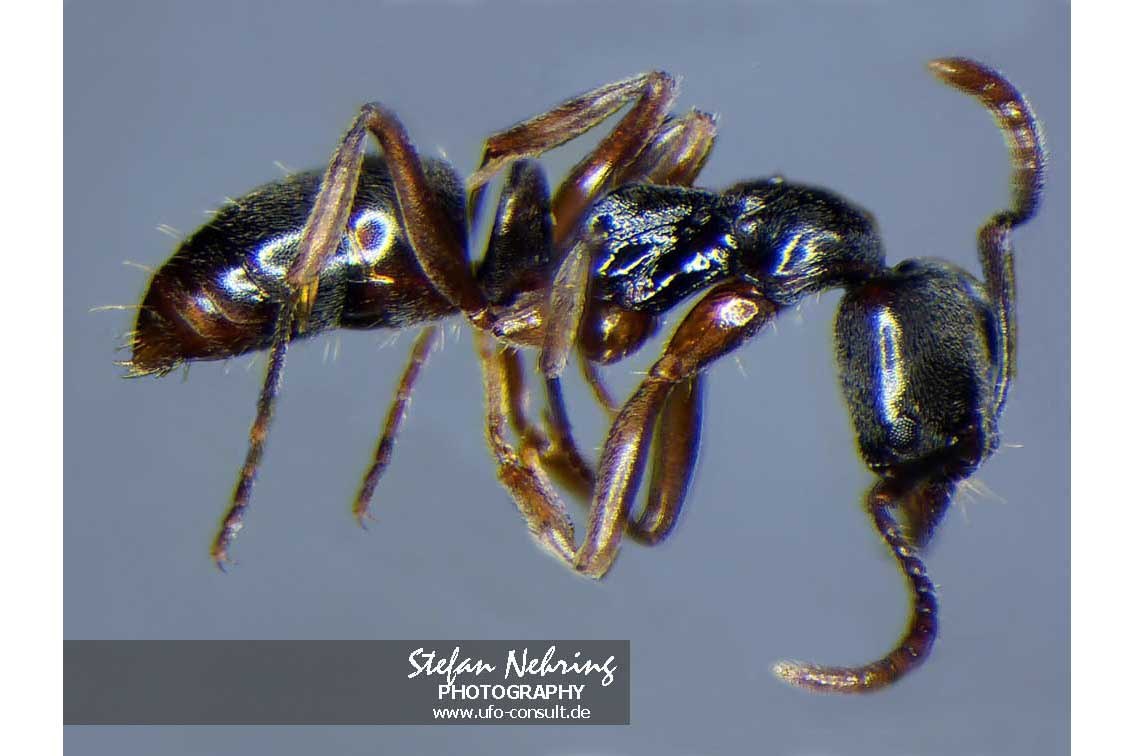 Brachyponera chinensis (Asiatische Nadelameise)