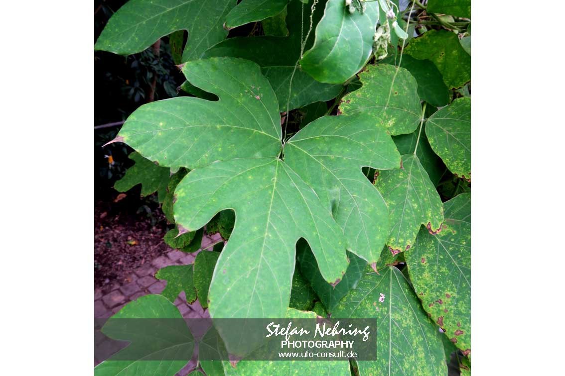 Pueraria lobata (Kudzu)