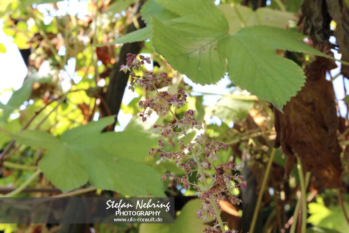 Humulus scandens (Japanischer Hopfen)