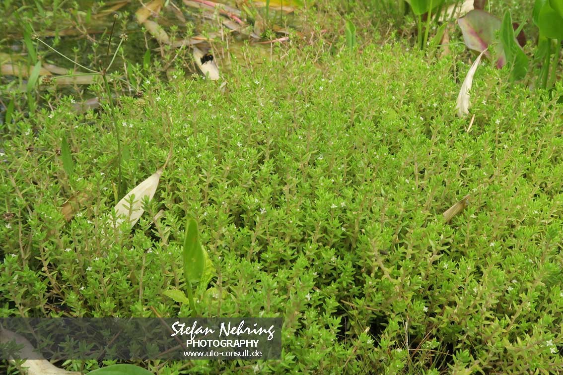 Crassula helmsii (Nadelkraut)