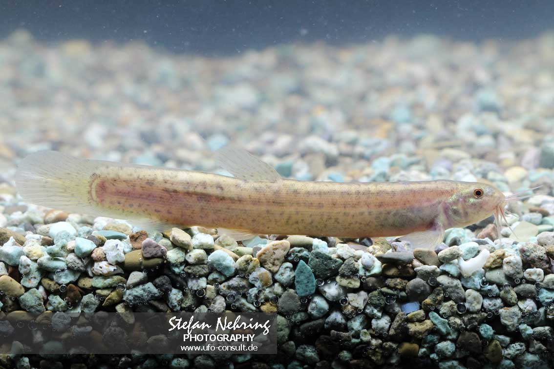 Misgurnus anguillicaudatus (Asiatischer Schlammpeitzger)