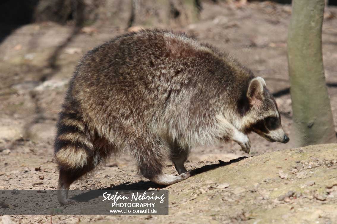 Procyon lotor (Waschbär)