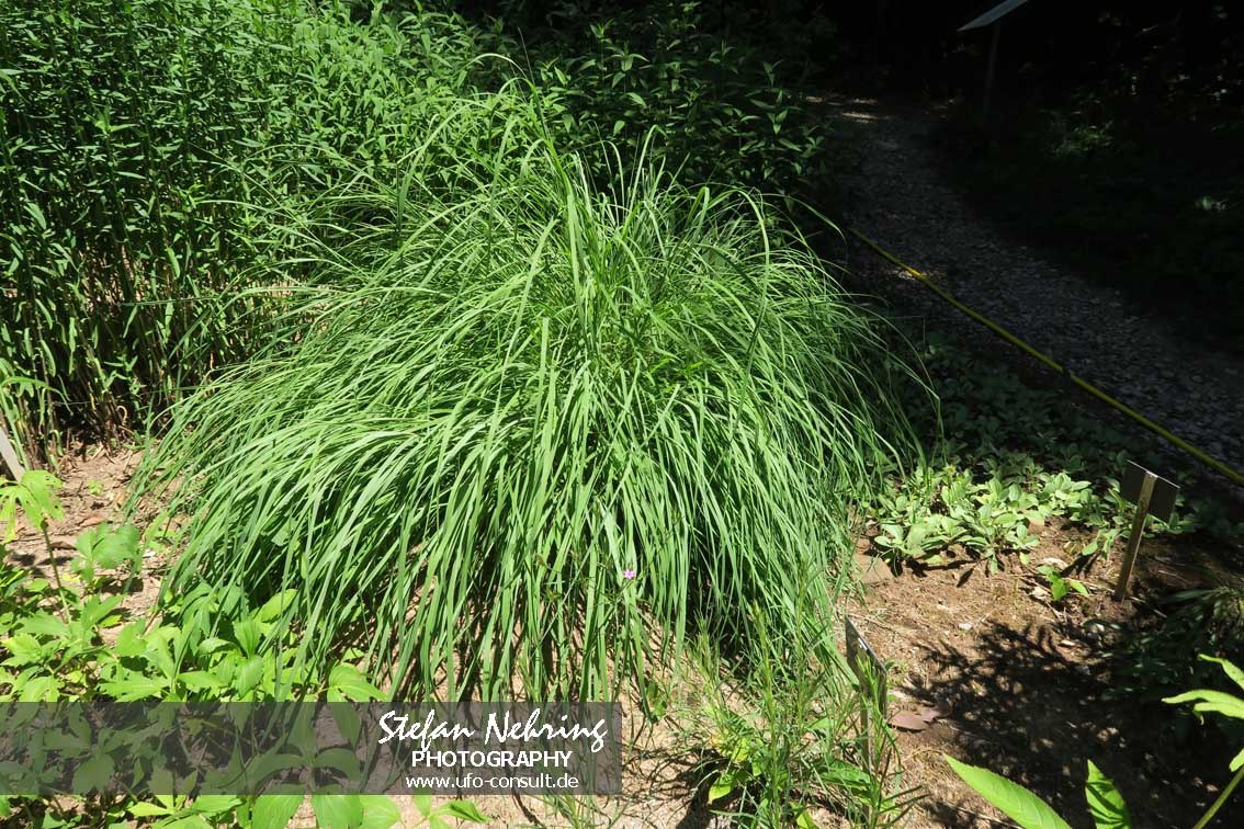Andropogon virginicus (Blauständige Besensegge)