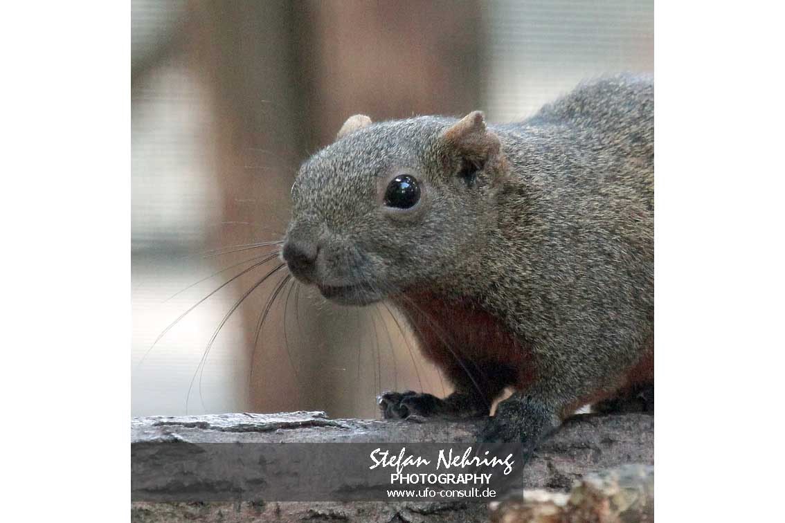 Callosciurus erythraeus (Pallas-Schönhörnchen)