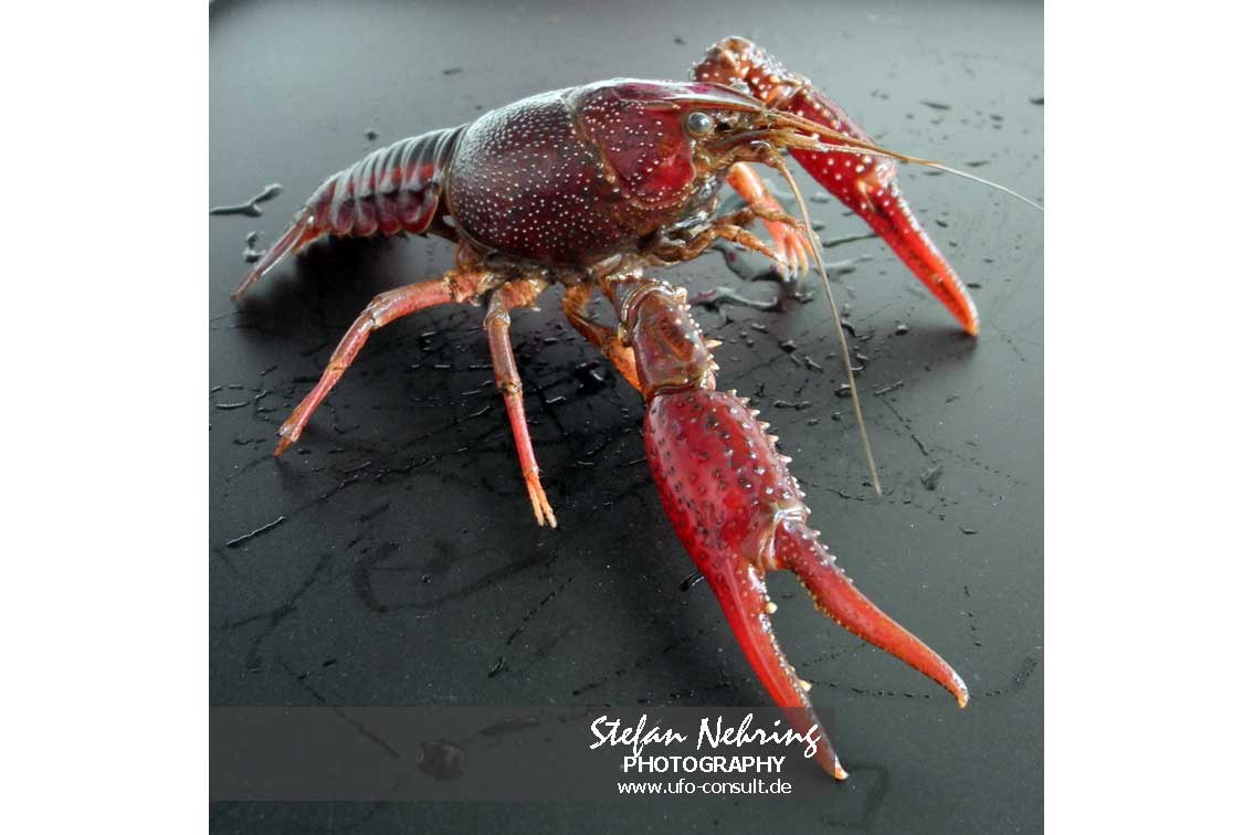 Procambarus clarkii (Roter Amerikanischer Sumpfkrebs)