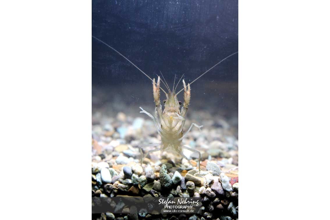 Procambarus virginalis (Marmorkrebs)