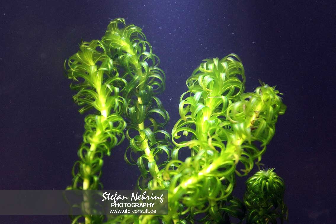 Lagarosiphon major (Wechselblatt-Wasserpest)