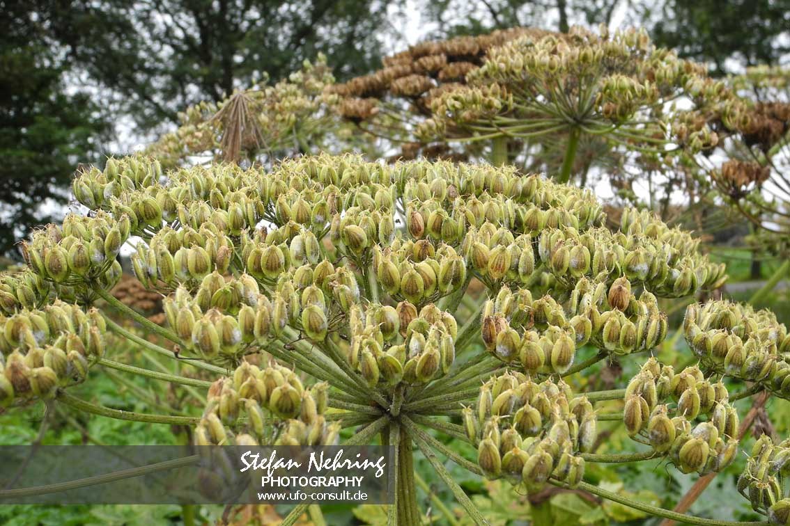 Heracleum mantegazzianum (Riesenbärenklau)