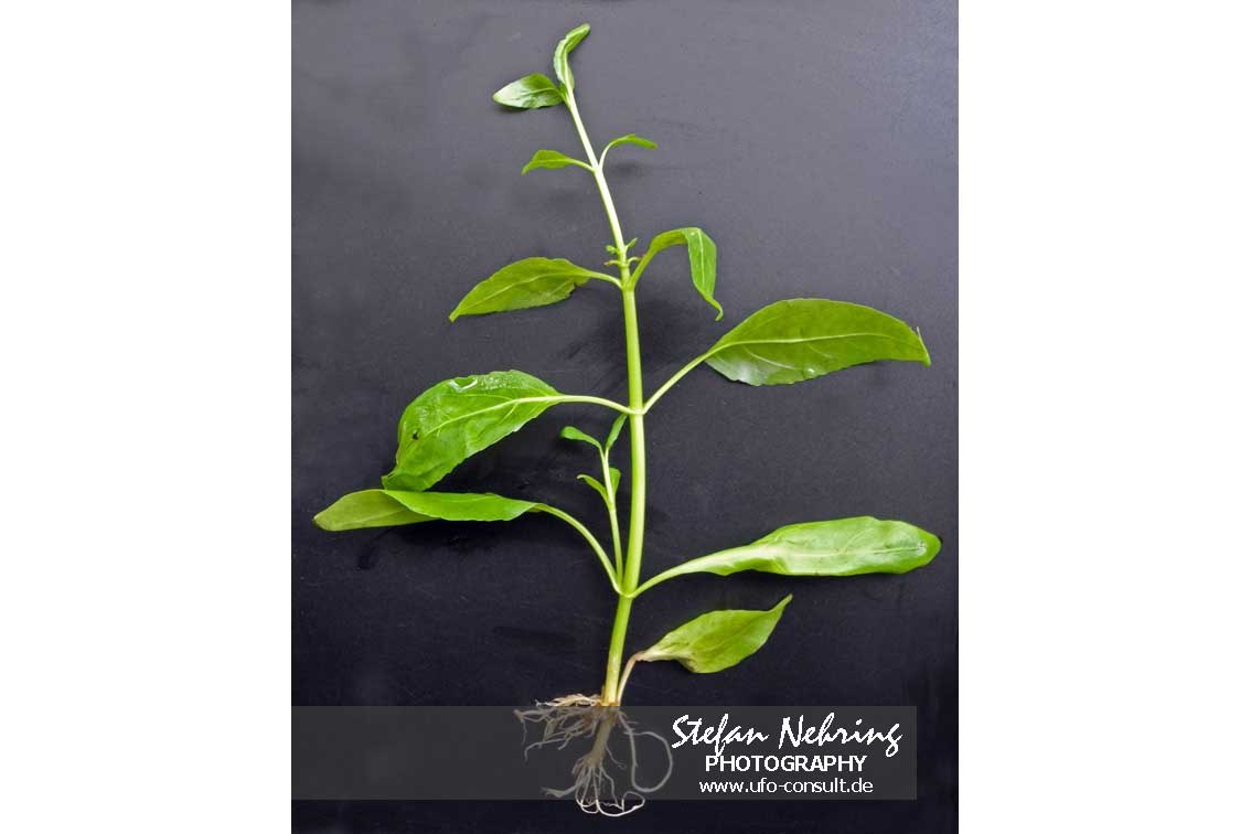 Gymnocoronis spilanthoides (Falscher Wasserfreund)