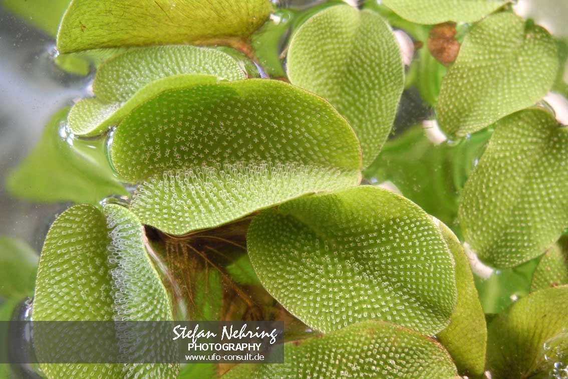 Salvinia molesta (Schwimmfarn)