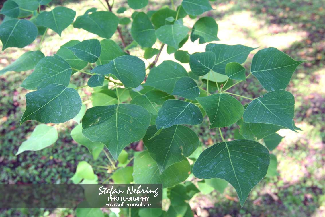 Triadica sebifera (Chinesischer Talgbaum)