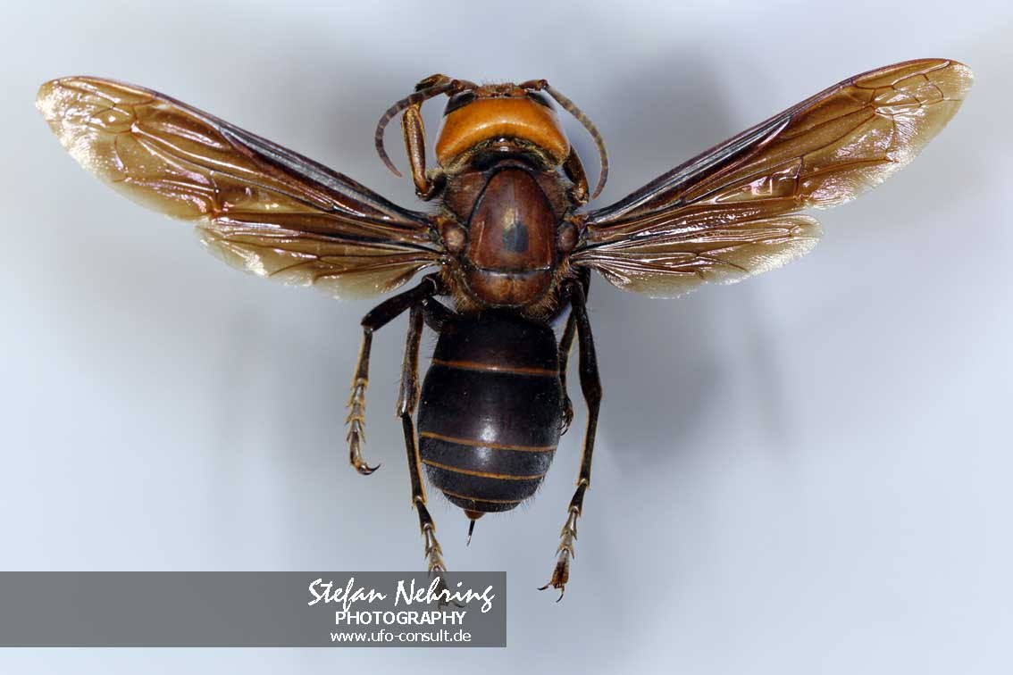 Vespa mandarinia (Asiatische Riesenhornisse)