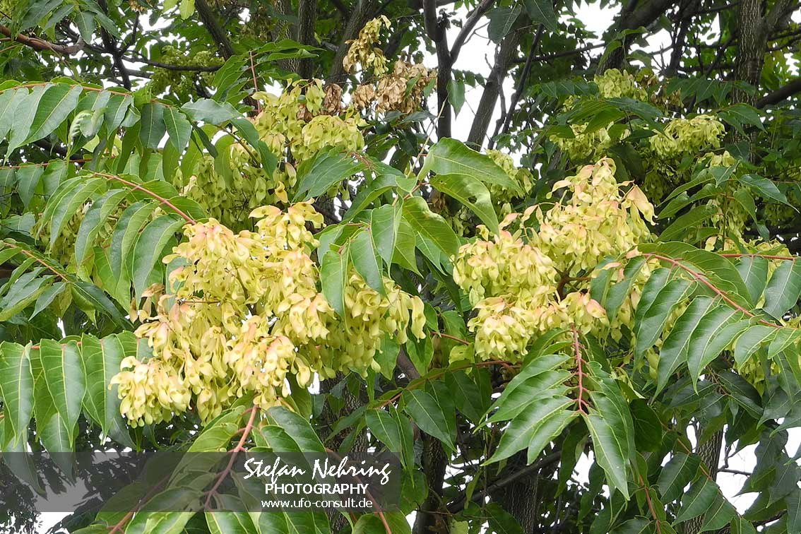 Ailanthus altissima (Götterbaum)
