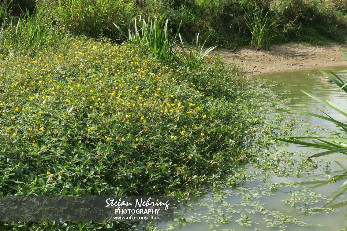 Ludwigia peploides (Flutendes Heusenkraut)