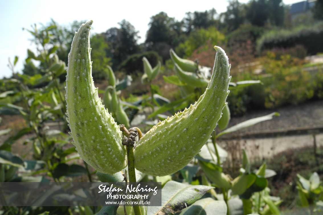 Asclepias syriaca (Gewöhnliche Seidenpflanze)