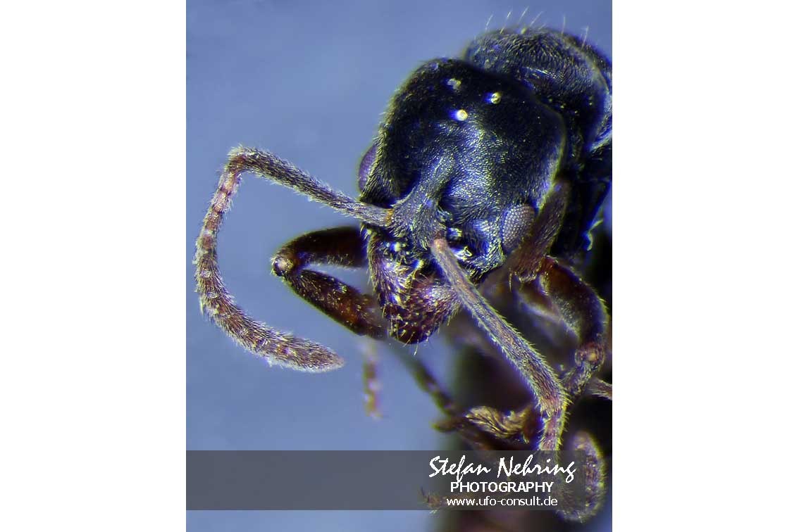 Brachyponera chinensis (Asiatische Nadelameise)