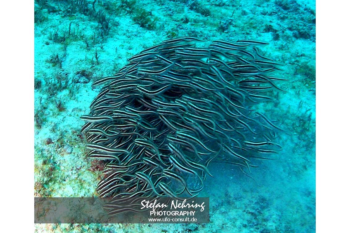 Plotosus lineatus (Gestreifter Korallenwels)