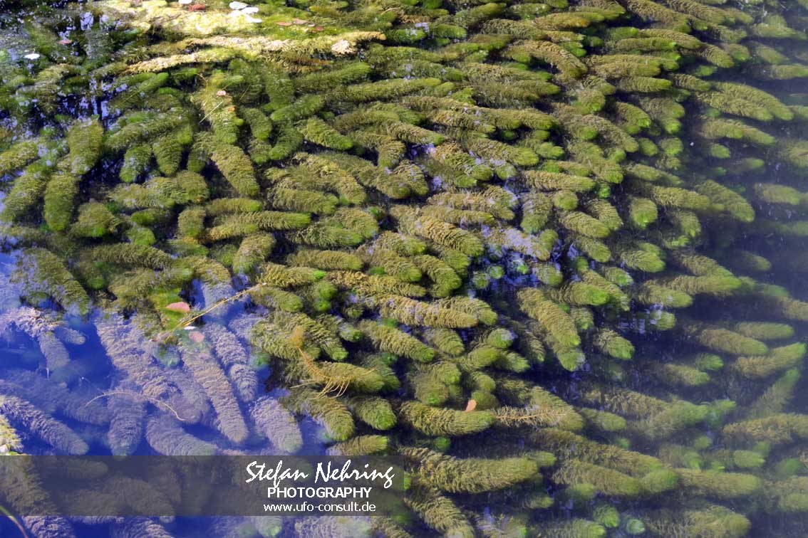 Myriophyllum heterophyllum (Verschiedenblättriges Tausendblatt)