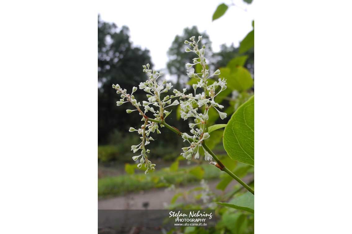 Reynoutria sachalinensis (Sachalin-Flügelknöterich)