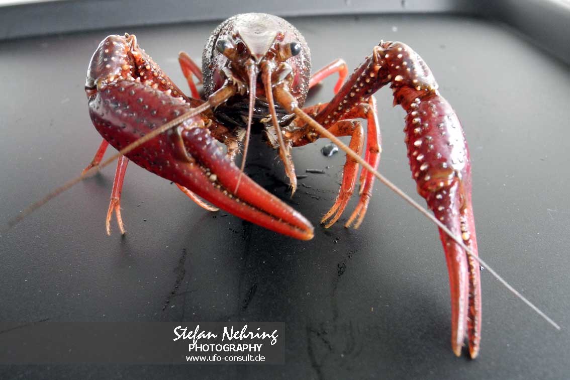 Procambarus clarkii (Roter Amerikanischer Sumpfkrebs)