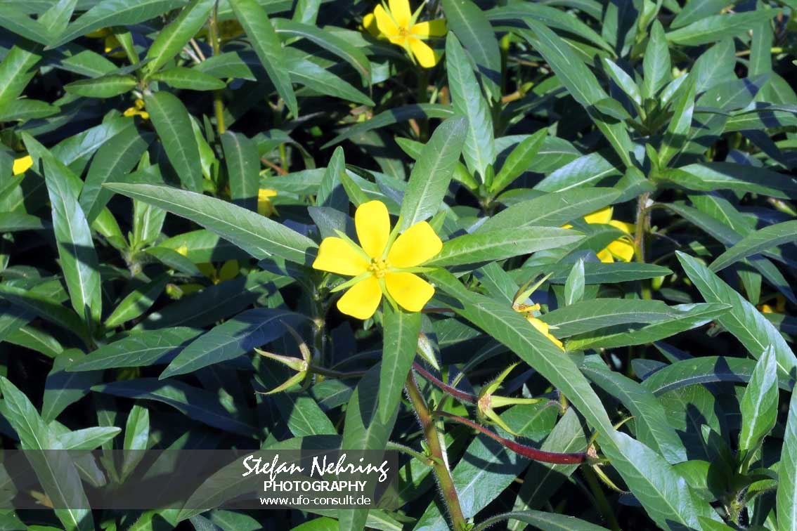 Ludwigia grandiflora (Großblütiges Heusenkraut)