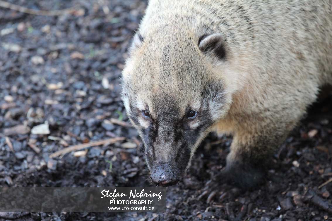 Nasua nasua (Roter Nasenbär)