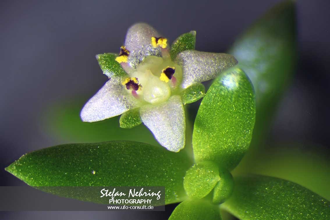 Crassula helmsii (Nadelkraut)