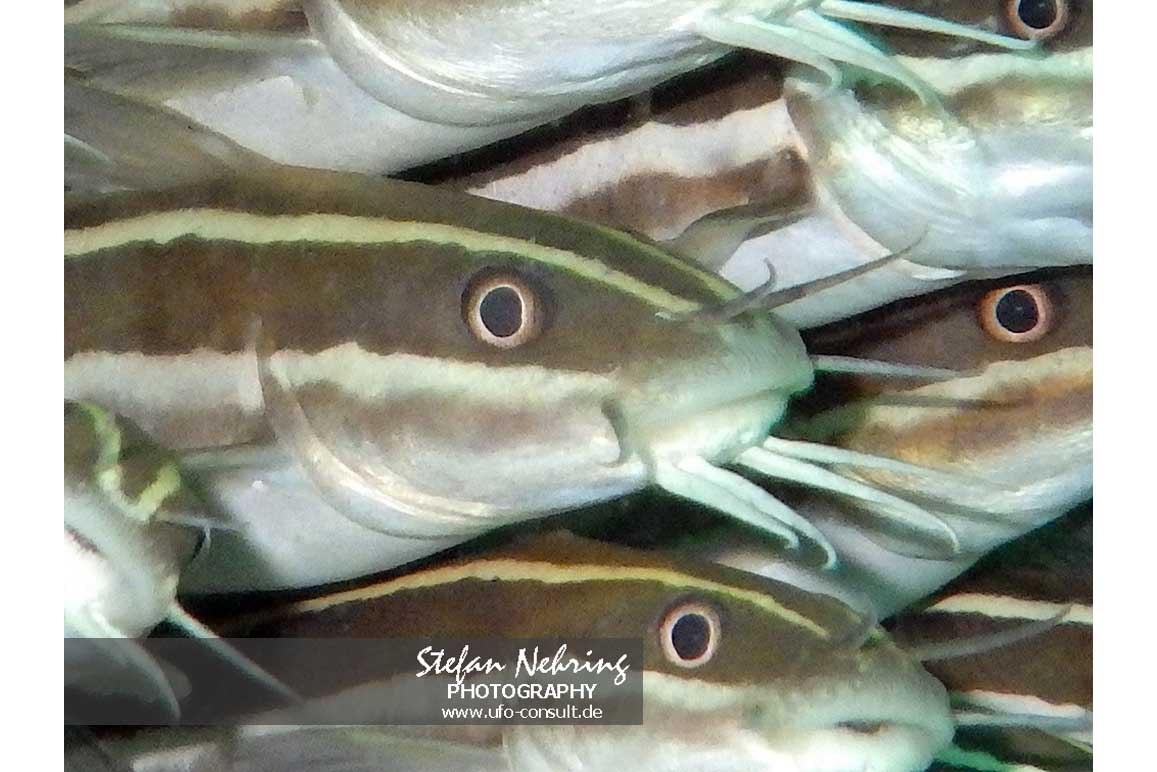 Plotosus lineatus (Gestreifter Korallenwels)