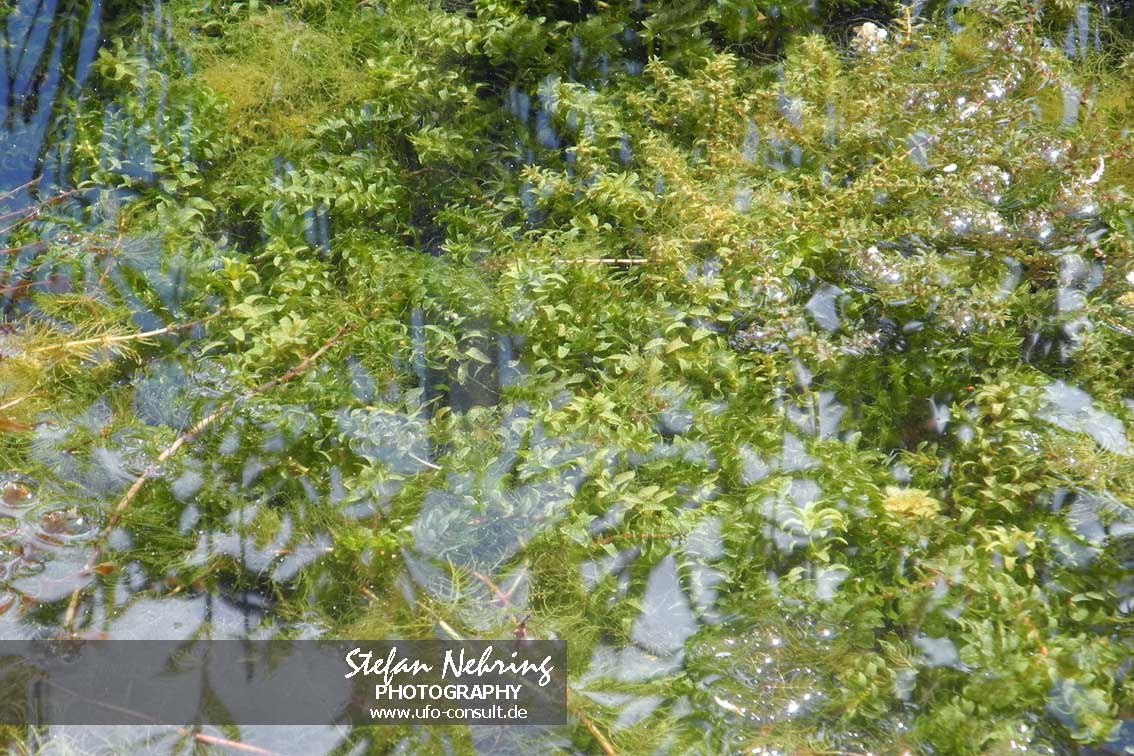 Elodea nuttallii (Schmalblättrige Wasserpest)
