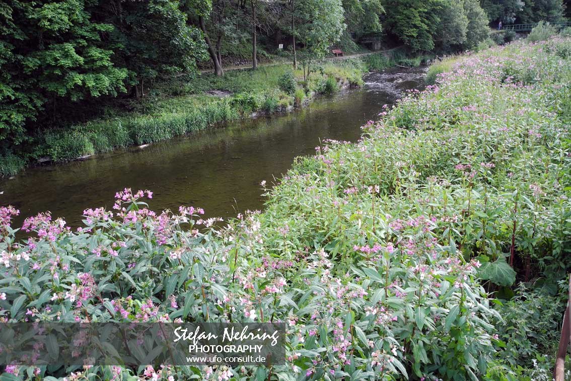 Impatiens glandulifera (Drüsiges Springkraut)