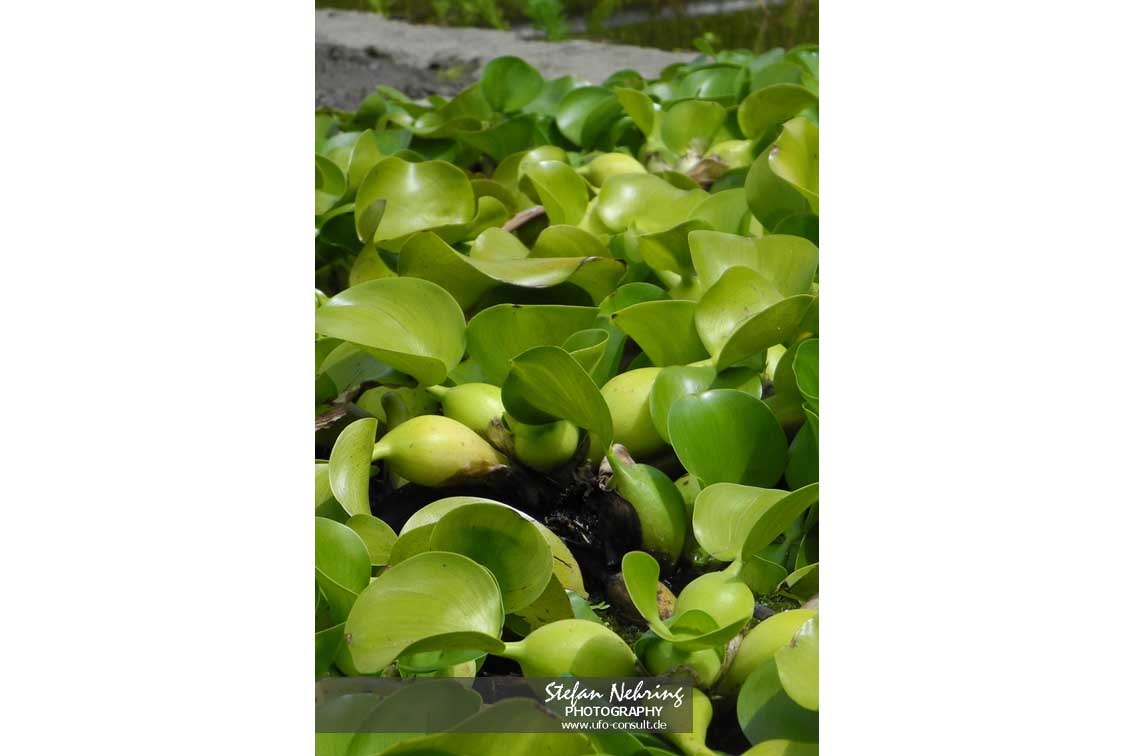 Pontederia crassipes (Wasserhyazinthe)