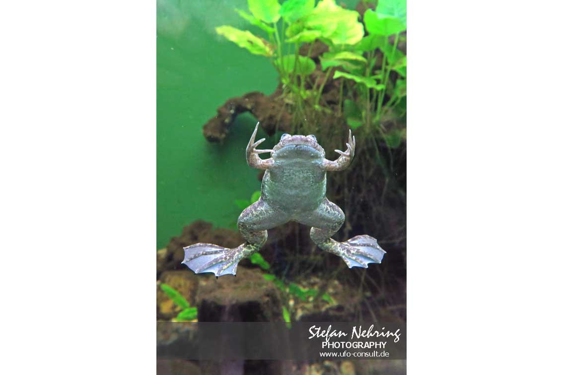 Xenopus laevis (Krallenfrosch)