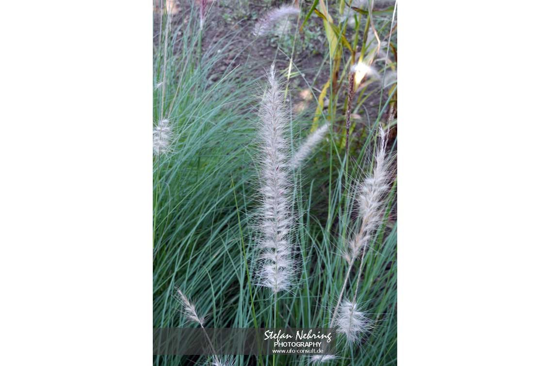 Cenchrus setaceus (Afrikanisches Lampenputzergras)