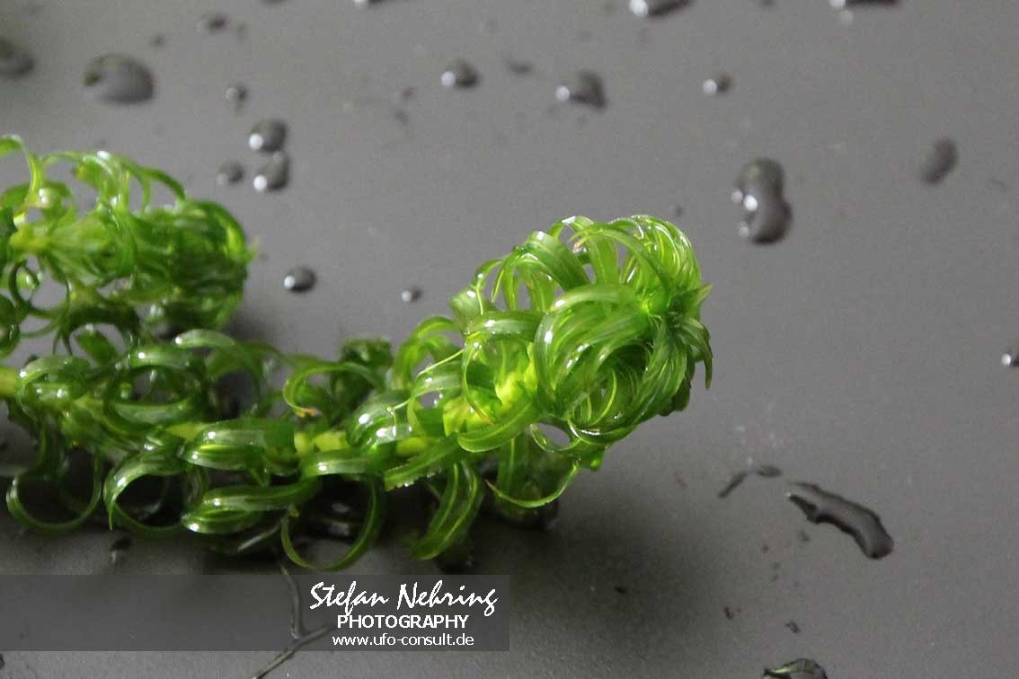 Lagarosiphon major (Wechselblatt-Wasserpest)