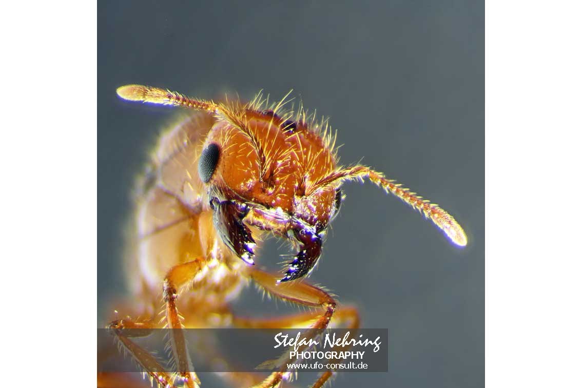 Solenopsis invicta (Rote Feuerameise)