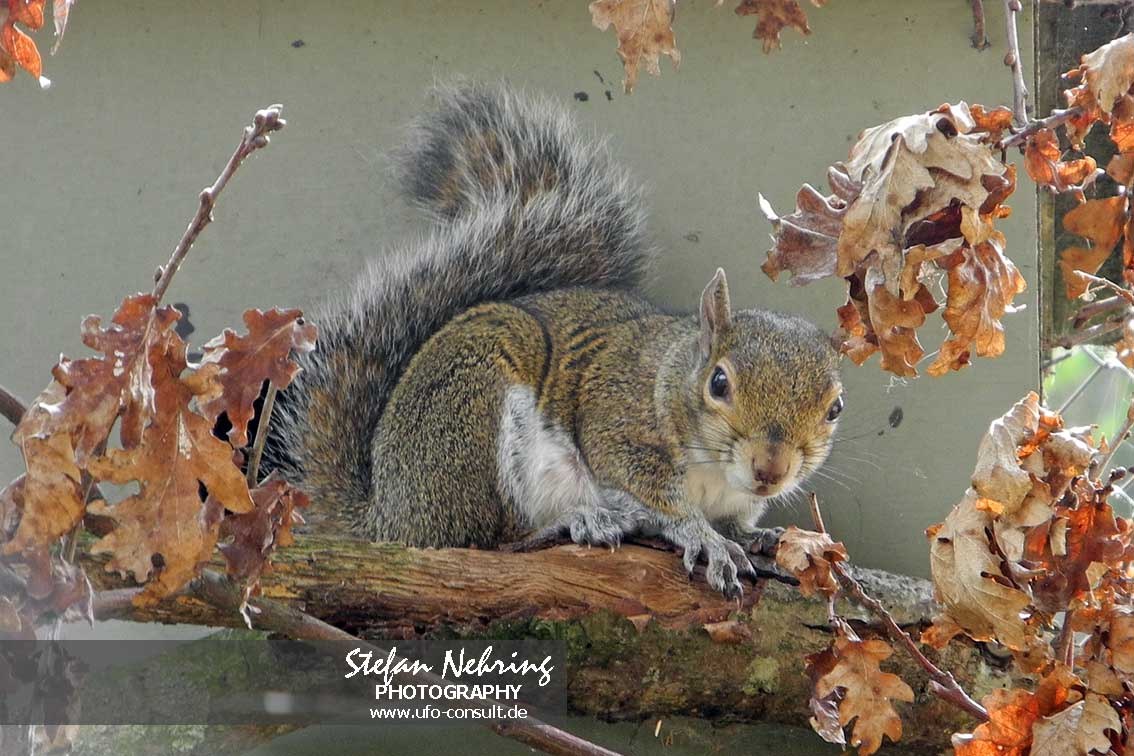 Sciurus carolinensis (Grauhörnchen)