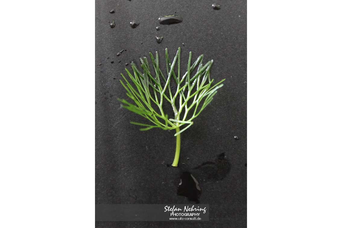 Cabomba caroliniana (Karolina-Haarnixe)