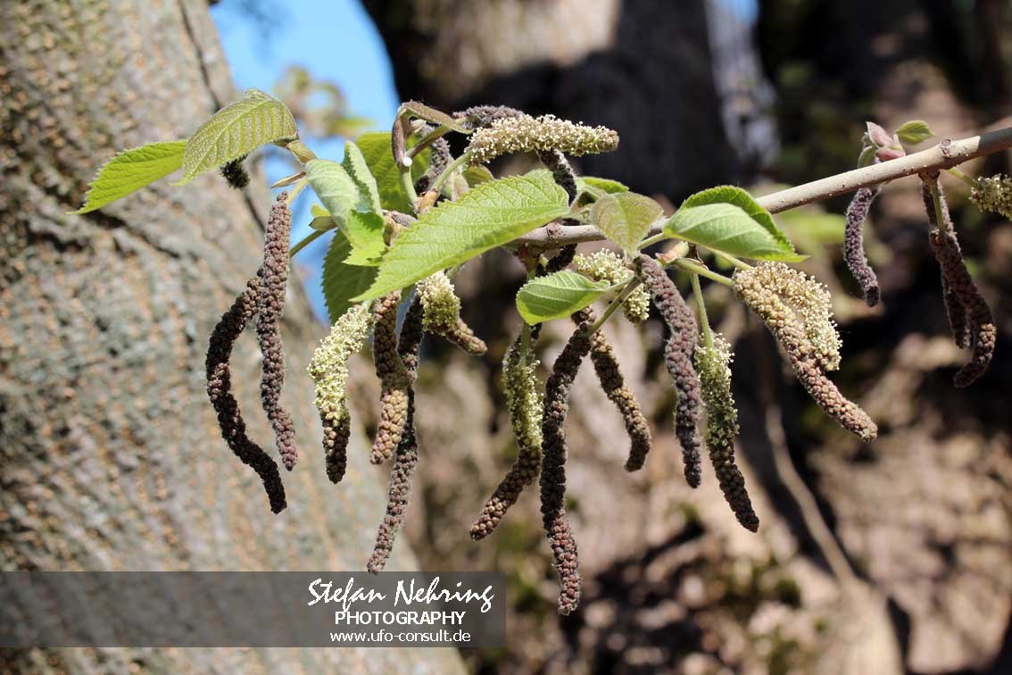 Broussonetia papyrifera (Papiermaulbeerbaum)