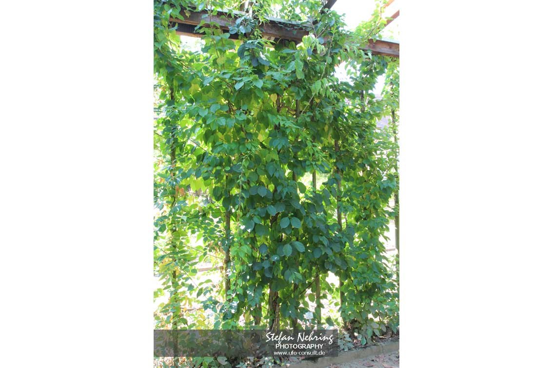 Celastrus orbiculatus (Rundblättriger Baumwürger)