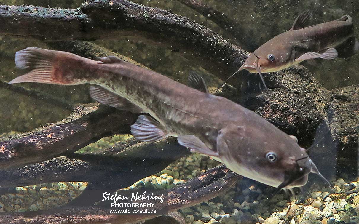 Ameiurus melas (Schwarzer Zwergwels)