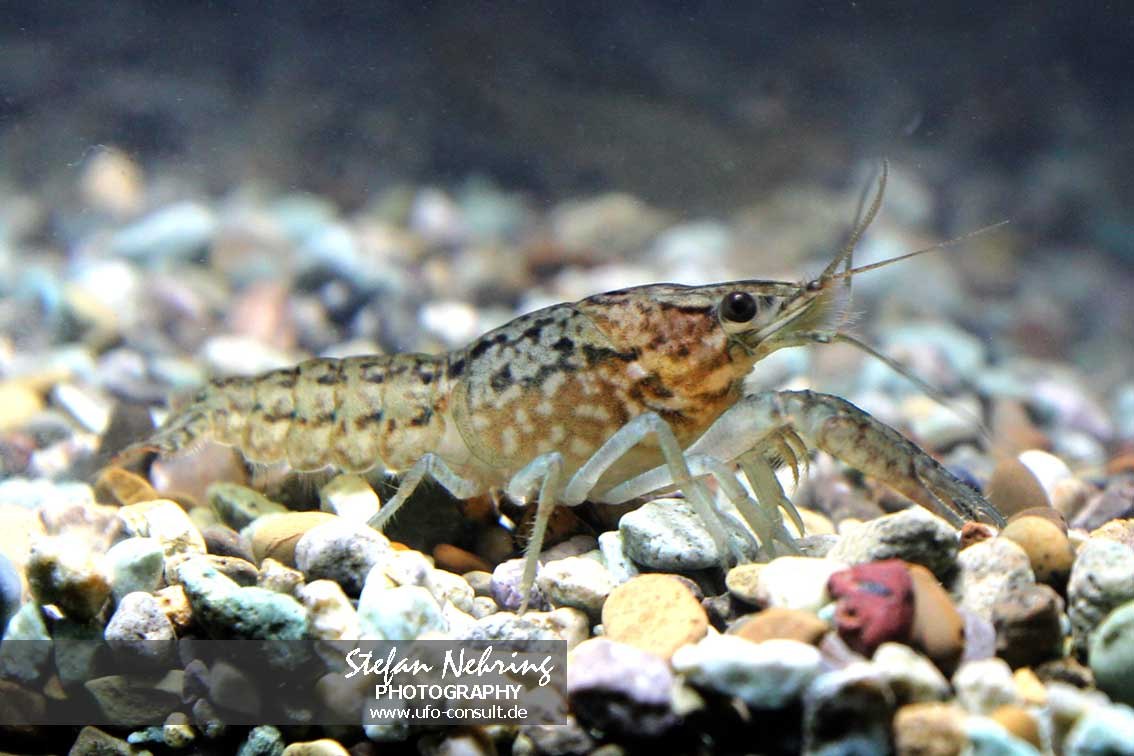 Procambarus virginalis (Marmorkrebs)