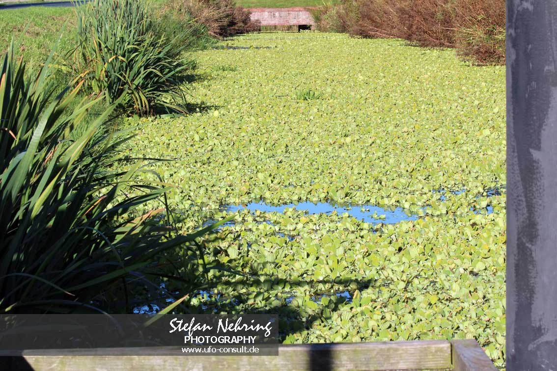 Pistia stratiotes (Wassersalat)