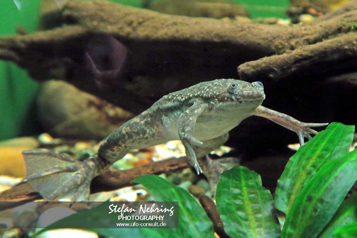 Xenopus laevis (Krallenfrosch)