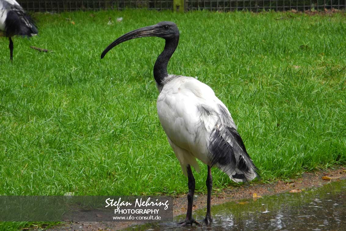 Threskiornis aethiopicus (Heiliger Ibis)