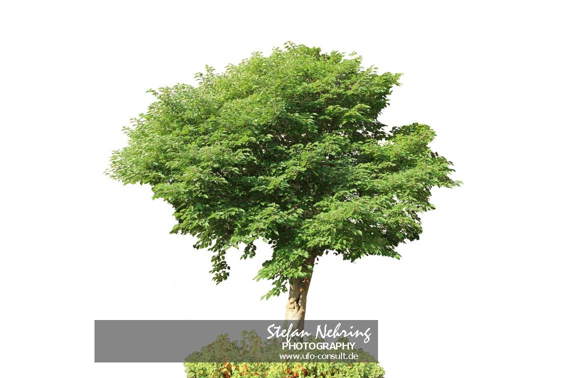 Broussonetia papyrifera (Papiermaulbeerbaum)