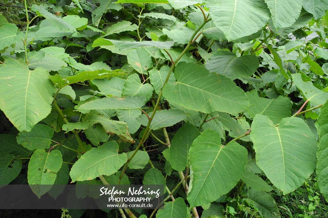 Reynoutria sachalinensis (Sachalin-Flügelknöterich)