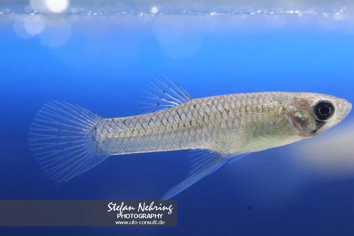 Gambusia holbrooki (Östlicher Mosquitofisch)