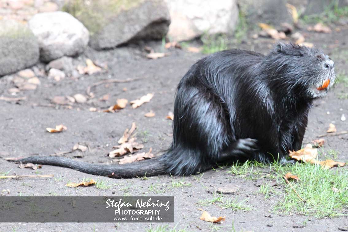 Myocastor coypus (Nutria)